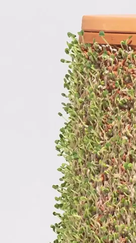 Chia dancing on the terraplanter #terraplanter