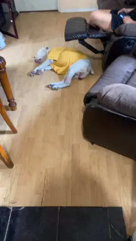 Ese chacorta ni se mueve #boxerdog #funny #sunday #fyp #bored #notingtodo #elchacorta #foryoupage