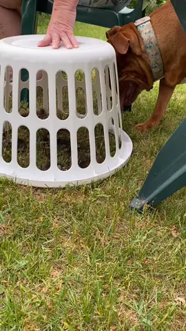 Hopefully part 2 will be Murray and the grown thumpers playing in the back yard in 3 weeks 🐰 #bunnies #bunny #dog #dogsoftiktok #rescue #fyp #foryou