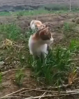 surpriiiise 😹😹