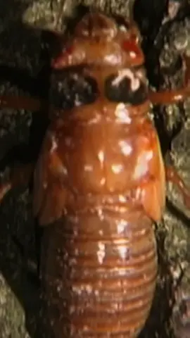 Sound of cicadas: love it or hate it? #AnimalFacts #LearnOnTikTok #TikTokPartner #InsectsOfTikTok #cicadas #animals #TikTokAnimals