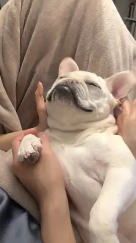 do pigs fly?? #sweetdreams #fyp #dogsoftiktok #cutedogs #frenchie