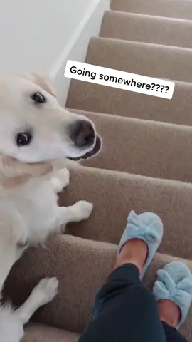 Every time I go down the stairs there’s a vicious creature trying to get my flip flop #petroutine #tiktokdogs #meetmypet #dogsoftiktok