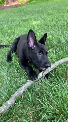 A pup and her stick 🐺 #KeepingItCute #gsdpuppy #germanshepherd #fyp #foryoupage #puppy #puppylife #germanshepherdpuppy #dog #funnypuppy
