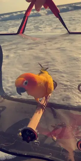 #california #sunconure #flyingparrot #foryoupage #fyp