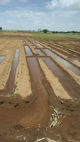 chain flood irrigation system#indainfarmer94 #farmerlife #shetkari#wawar #technology #आम्ही_सांगलीकर #तोंडोलीकर