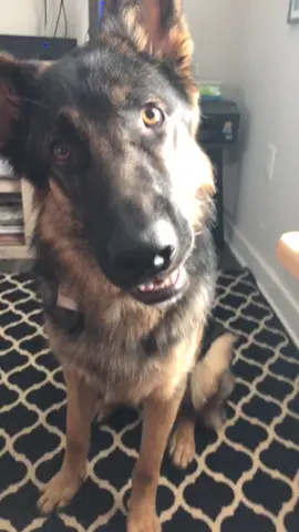 😂😂😂😂 idk what he is barking at but we will go with excited #foryourpage #raleighnc #germanshepherd #germanshepherdpuppy #adoptedboy