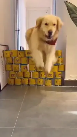 Golden Challenge!#petroutine #golden #petoftiktok #dog #tiktokpet #dogchallenge #pet