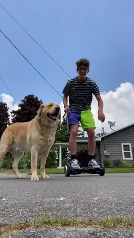 Hoverboard Walk p.2 🥺❤️ #foryou #foryourpage #feature #featureme #pets #dogs #tiktok #KeepingItCute #SummerOfGaming @swagtronusa