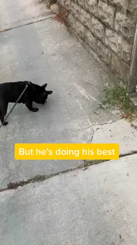 A bug’s life 2020 #SummerOfGaming #petroutine #frenchie #fyp #puppy