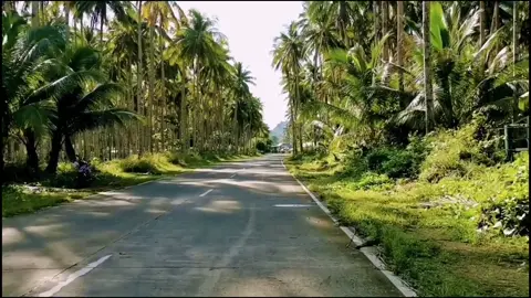 The therapeutic effect of road trip and listening to music. #roadtrip #traveldiaries #roadlesstraveled #palmtrees #island