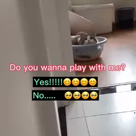 Do you wanna play with me？#fyp #kitty #cats #foryoupage #cutebeuty #cute #joy #foru #pet #petlover