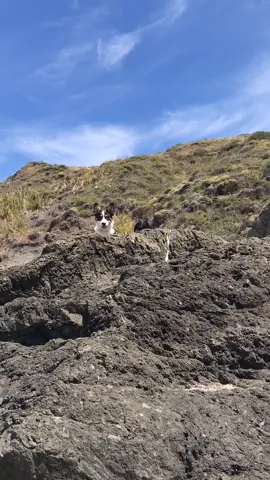 #dogsoftiktok #puppy #corgi #lionking #disney #foryou #foryoupage #tiktokanimals #keepingitcute #summerofgaming #beach #WorkoutPlan #TikTokBrushes