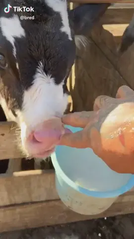Greedy cow all the milk came out the bucket lol #FuNnY #GET #THIS#VIRAL  #LOVEyouGUYSsoMUCH  get this viral get this to #like #8likesplz