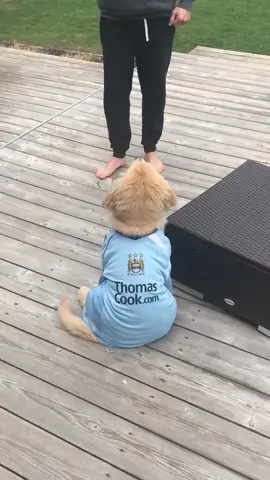 Learning those good boy sits 🥰#keepingitcute #puppy #sit #fyp