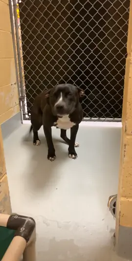 She was adopted and is now in her forever home very happy! #puppy #dog #pitbull #fyp #shelter #animalshelter