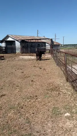 #mtexcattleco