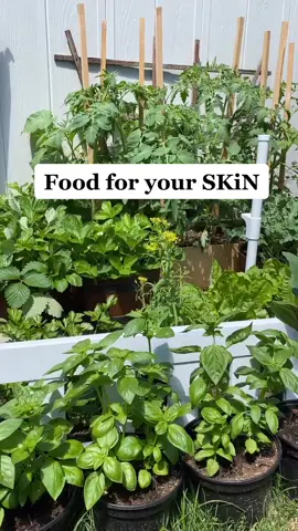 Food for beautiful SKiN #skinfood #foodforskin #foodforyourskin #gardening #vegetablegarden #vegan #veggies #produce #veganproduce #basil #lettuce #me