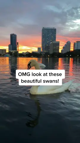 I have never seen such beautiful swans at sunset. #fyl #lakeeola #sunset #swan