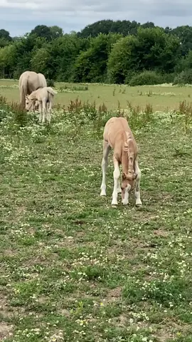 Watching a baby eat grass is the cutest thing!!! #phoenix #baby #foal #horse #ilovehimsomuch #Love #horse #equestrian
