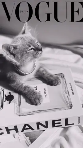 VOGUE CHALLENGE: #cat edition ✨ meet Chanel 🖤 #SafeguardSplash #catsoftiktok #voguechallenge #vogue