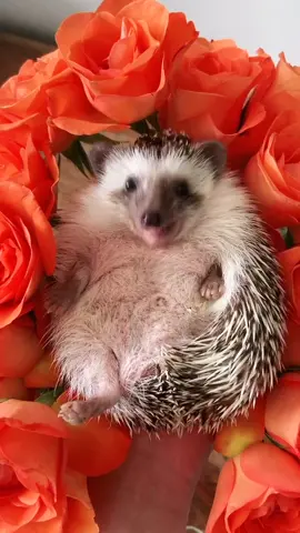 Rose bed 🌹 #kissfromarose #seal #roses #hedgehog #PetsOfTikTok #cute #africanpygmyhedgehog