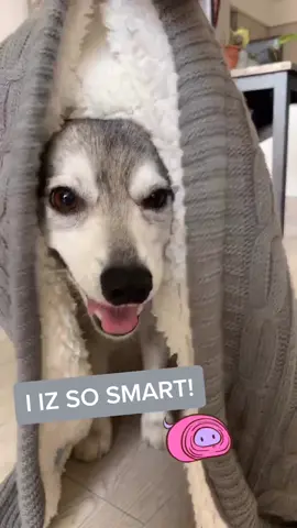 tbh we think he likes being burrito’d... ⭐️ #PetStory #akk #kleekai #fypage #dogintelligence #sosmart #smartdog #badboy #badboydoinggoodthings
