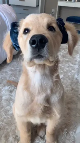 I wanted to get ready with mom... I regret my decision 😳 (*makeup was not applied) #fyp #dogsoftiktok #hek #morningroutine #idontlikeit