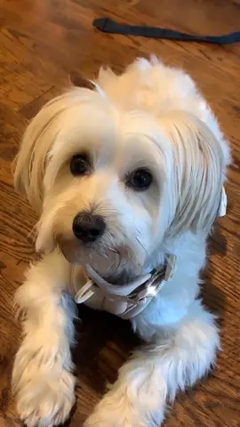 THIS IS A DOG FRIENDLY ACCOUNT #pup #nyc #foryou #doggo