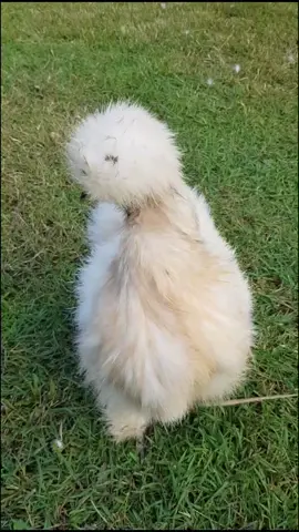 Chicken poop, the new hair gel. 🤦‍♀️🤦‍♀️ Love how Pea owns it then walks away like she's embarassed #poop #chicken #chickenpoop #chook #silkie #hen