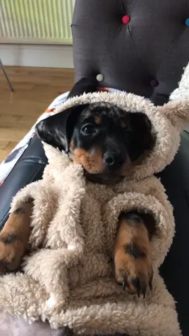 In my fluffy bunny jumper, I love how warm and cosy it is! #daschund #minaturedaschund #puppy #stanley