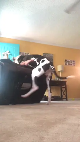 i can’t even sit in the chair anymore #fyp #greatdane #roddy