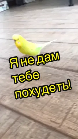 Коротко о том, почему так сложно сесть на диету😭 #дрейкговорит #волнистыйпопугай #parrottalk #parrot #говорящийпопугай #диета #кушать
