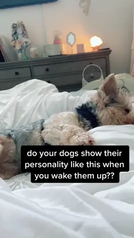 lmfao this is lily #fyp #foryoupage #foryou #dog