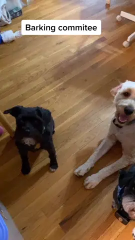 Charlie (the gray one) decided he’d had enough of my lectures. #dogsoftiktok