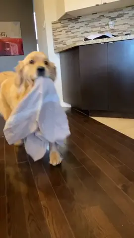 If I make it to the garden it's a good day 🙌🏼 ##goldenretrievers #petstory