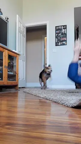 My dog doesn't like the mask. #unicorn #dog #ny #scream #crazy #fun #funny #help