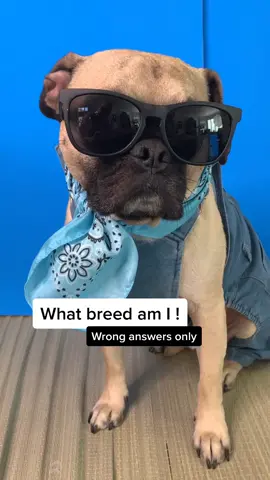 Goofiest answer gets a follow 🤪#Summer2020 #meetmypet #whatami