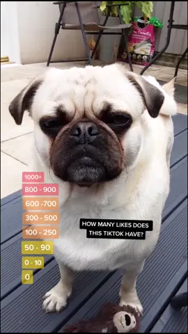 You got to see his reaction 🥺 #cute #cutedog #pets  @ambrosiusthespaniel thank you for the inspiration