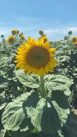 all you have to do is drive through the town and you’ll run into fields of them 🌻✨ #northerncalifornia #sunflowers