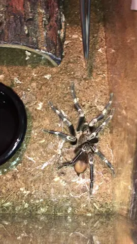 Acanthoscurria geniculata