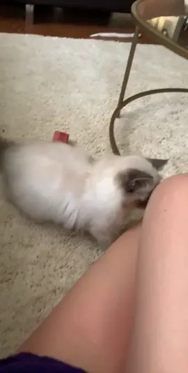 Watch her throw it back 🤧 #fyp #foryou #cat #birmancat