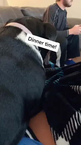 Tonight’s dinner! 🥦🎃 #yum #dogsoftiktok