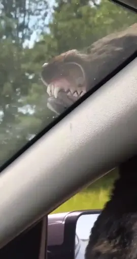 Riley the raptor loves a good car ride 🦖 | 🎥  rileydoodledoo |  Follow us for more 🐶 #fyp #foryoupage #dogsoftiktok #dogs
