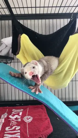 If this is on your fyp that means it’s time to take a nap! Goodnight! 💤 #yawn #cuteanimals #ferretsoftiktok #ferret #bananahammock #pets #funny