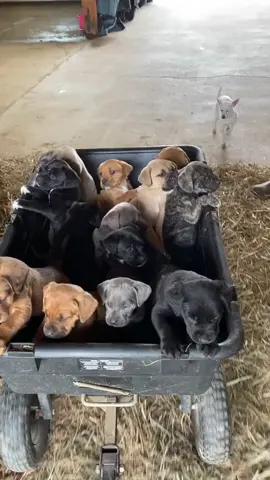 I need one of those puppies 🥺 (Credit: @darkhorsetc) #fy #fyp #foryou #foryoupage #dog #doggo #dogsoftiktok #puppy #lotsofpuppies