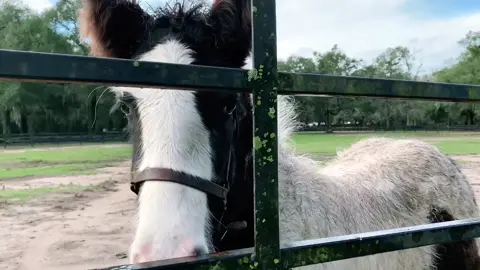GG Tell Them I’m a Good Kisser aka Kiss 💋 just wanting some love!! #kiss #gypsyvanner #baby #babylove #family #beauty #horsesoftiktok #horse #horses