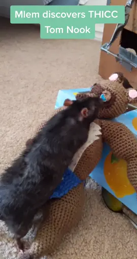 Mlem's husband #babyrats #ratmemes #chunkypets #thicc #petrats #rat #ratkisses #tomnook #daddynook #animalcrossing #acnh #crochet #nintendo