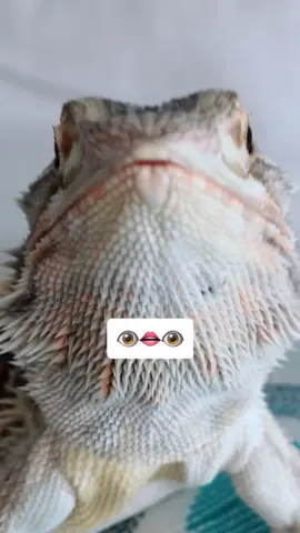 Mochi really said 👁👄👁 #fyp #foryou #foryoupage