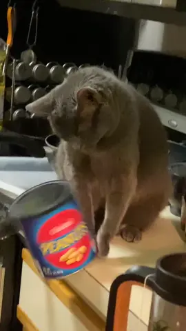 Cocktail peanuts. #cat #funnycat #whatareyoubooing #catsknockingthingsdown #cats #catlover #meancats #catsarefunny #catvideos #millennial